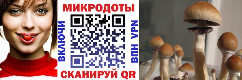 Галлюциногенные грибы ЛСД  кракен ссылки  Новая Ладога  как найти наркотики 
